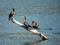 Double-crested Cormorants on Ten Mile River