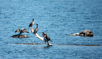 Harbor Sea and Double-crested Cormorants on Ten Mile River