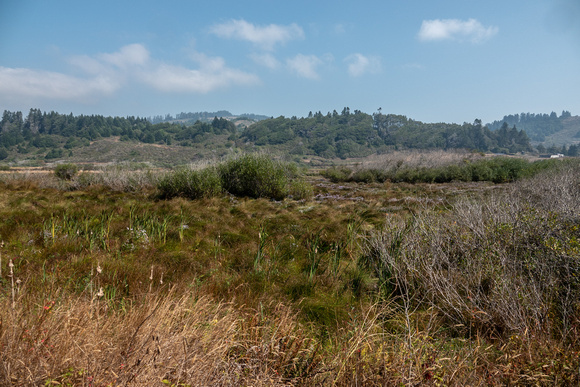 Almost Wetlands