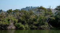Trees along Ten Mile River