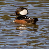 1/20/2018 Hooded Mergansers and More