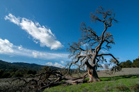 Visitors' Valley Oak (Quercus Lobata)