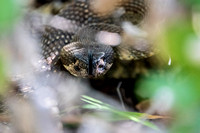 Northern Pacific Rattlesnake (Crolatus oreganus oreganus) (2)