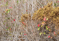 Dry Poison Oak and Coyote Brush
