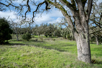 Grasslands, Valley Oaks, and Great Egret