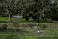 Great Egret (Ardea alba) Hunting near Road G