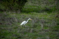 Great Egret (Ardea alba) Hunting near Road G
