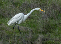 Great Egret (Ardea alba), Stalking
