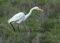 Great Egret (Ardea alba), Stalking (2)