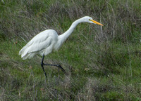 Great Egret (Ardea alba), Stalking (5)