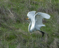 Great Egret (Ardea alba), Taking Off