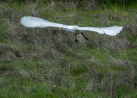 Great Egret (Ardea alba), Wings Spread