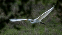 Great Egret (Ardea alba) in Flight