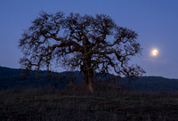 Lone Oak with Setting Moon