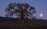 Lone Oak with Setting Moon (2)