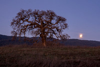 Lone Oak with Setting Moon (3)