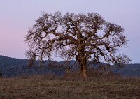 Dawn Oak