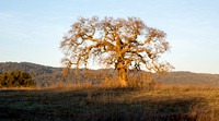 Lone Oak in Full Sun