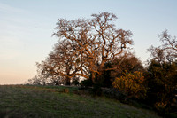 Valley Oak with Toyon at Sunrise