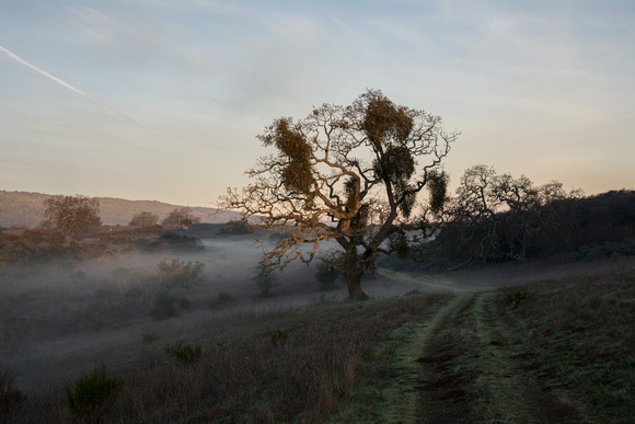 Valley Oak, Mistletoe, Sunrise