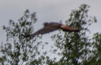 Hawk 1 in Flight (Closer View)