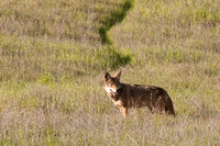 Coyote Pair Hunting(Canis latrans)