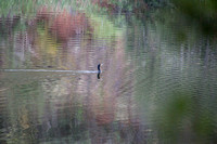 Cormorant on Searsville Lake