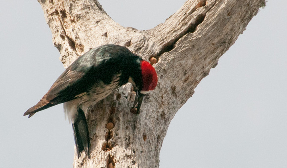 Male Acorn Woodpecker (Melanerpes formicivorus) Tends Granary Tree