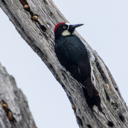 Female Acorn Woodpecker (Melanerpes formicivorus) Shows His Gender