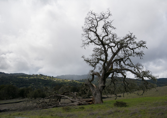 Old Valley Oak (Quercus lobata) and Cloudy Sky
