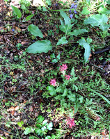 Hound's Tongue (Cynoglossum grande) and Warrior's Plume (Pedicularis densiflora)