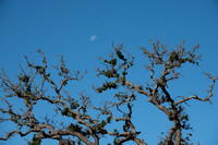 Valley Oak with Moon