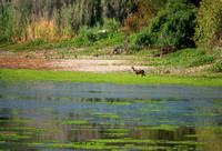 Deer in Searsville Lake Bed