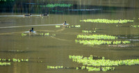 Ducks in Searsville Lake
