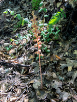 Striped Coralroot Orchid (Corallorzia striata)