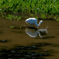 Great Egret (Ardea alba) hunts in Searsville Lake