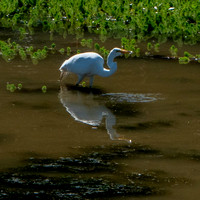 Great Egret (Ardea alba) hunts in Searsville Lake