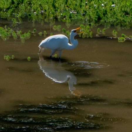 Great Egret (Ardea alba) Swallows