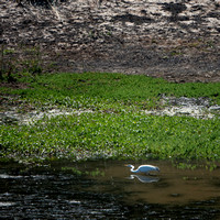 Great Egret (Ardea alba) in Searsville Lake