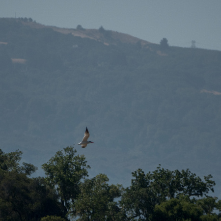 Caspian Tern (Sterna caspia) above Searsville Lake