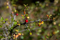 Spiny Redberry (Rhamnus crocea) (?)
