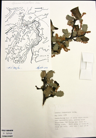 Records of Maul Oak at JRBP: 1973 Sighting of Q. chrysolepis at Jasper Ridge: Herb Dengler