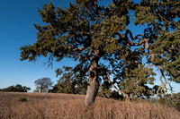 The Lone Valley Oak (2)