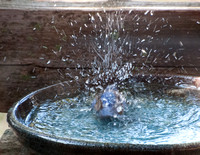 1/20/2014 Bluebirds need Birdbaths