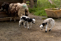 050320lambs_sheep_dq