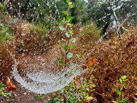 Raindrops on Spiderweb
