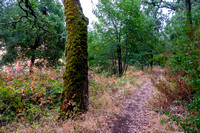 Poison Oak along Mader Valley Trail