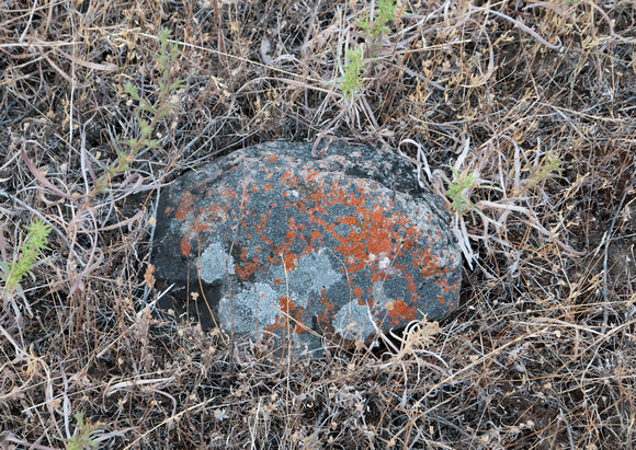 Rock and Lichen