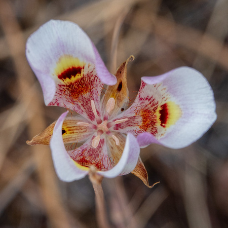 Clay Mariposa Lily (Calochortus argillosus)