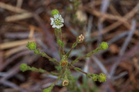 Hayfield Tarweed (Hemozonia congesta ssp. luzulifolia)